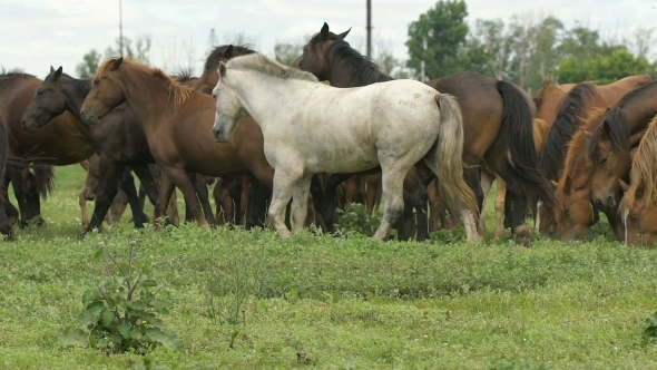 Herd Of Horses In The Russian Prairie