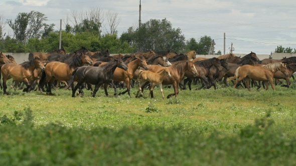 Herd Of Horses Running On The Pasture In Autumn