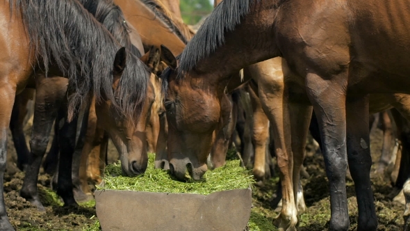 Herd Of Horses In The Russian Prairie
