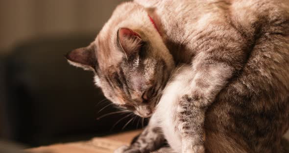 An adorable short-hair domestic pet cat cleaning his fur by licking