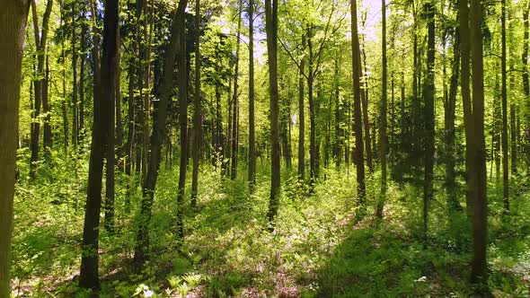 Flying Between the Trees in the Spring Forest