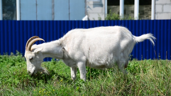 White Goat On Leash Eating Grass
