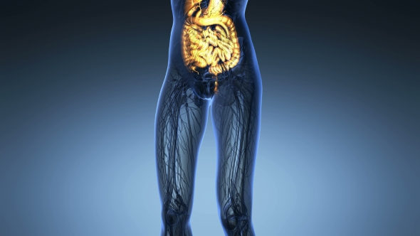 Human Body With Visible Digestive System alt