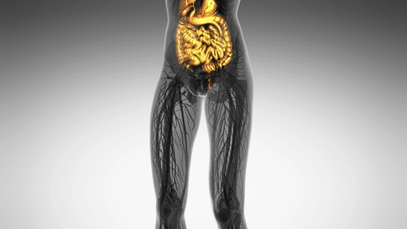 Human Body With Visible Digestive System alt