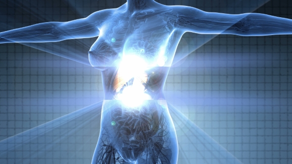 Human Body With Visible Digestive System alt