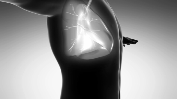 Human Body With Visible Lungs alt
