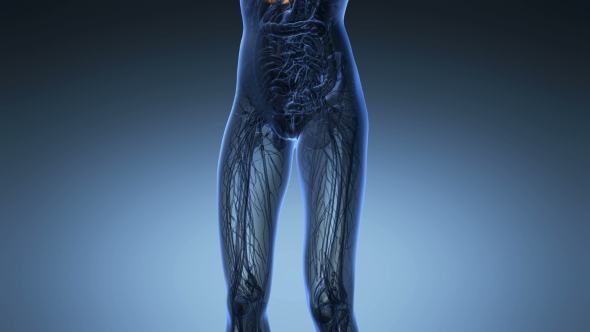 Human Body With Visible Lungs alt