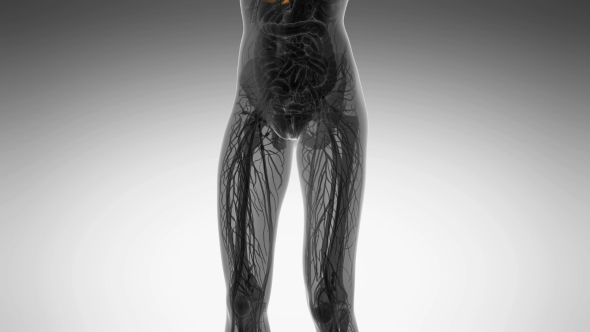 Human Body With Visible Lungs