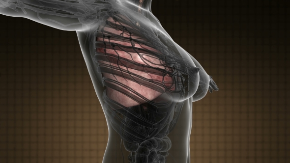 Human Body With Visible Lungs alt