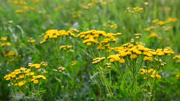 Yellow Flowering Tansy  in Nature