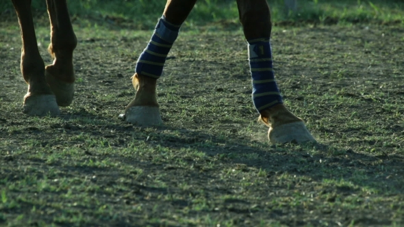 Of The Horse's Hooves Which Quickly Jumps During The Race