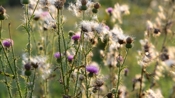 Creeping Thistle Or Pink Sow-thistle . Latin Name - Cirsium Arvense