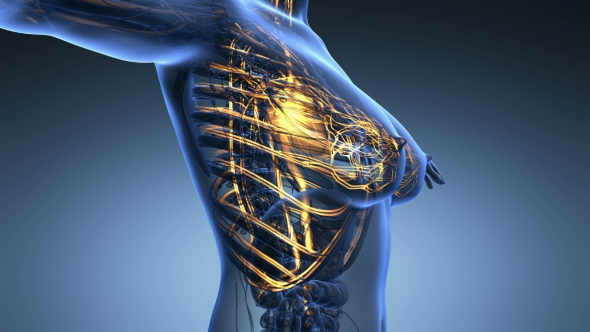 Human Body With Glow Blood Vessels alt