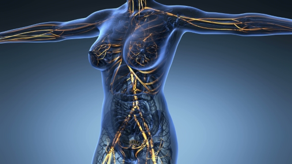 Human Body With Glow Blood Vessels alt