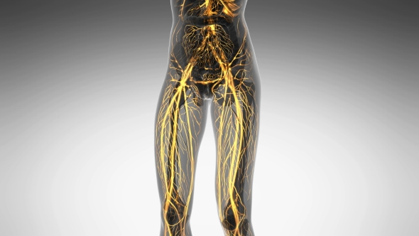 Human Body With Glow Blood Vessels