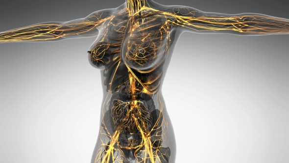 Human Body With Glow Blood Vessels alt