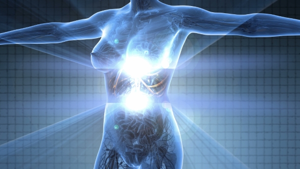 Human Body With Glow Blood Vessels alt