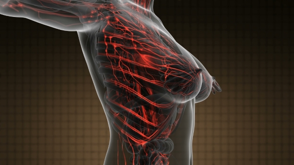 Human Body With Glow Blood Vessels alt