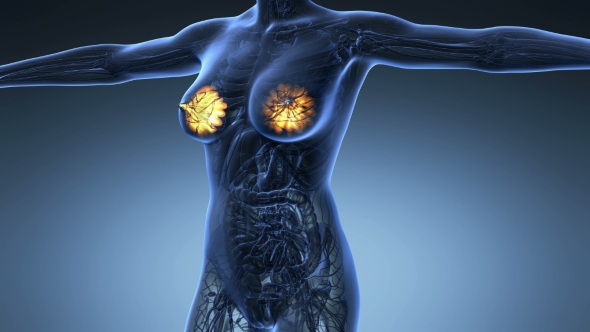 Human Body With Visible Glow Mammary Gland alt