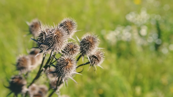 Of Dry Thistles In The End Of The Summer, With a Slight Depth Of Field Defocus