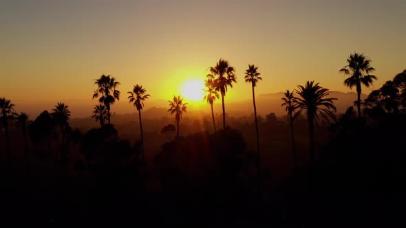 Aerial shot of a row of palm trees at Sunset