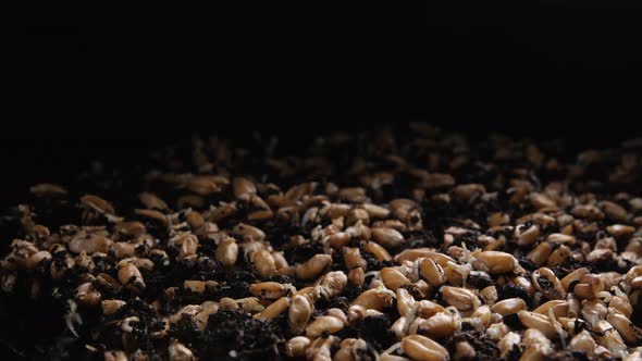 Timelapse of Germinating Wheat Grains on a Dark Background