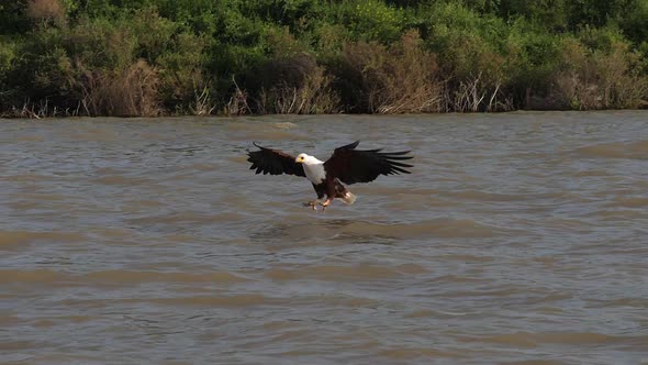 980301 African Fish-Eagle, haliaeetus vocifer, Adult in flight, Fish in Claws, Fishing at Baringo La