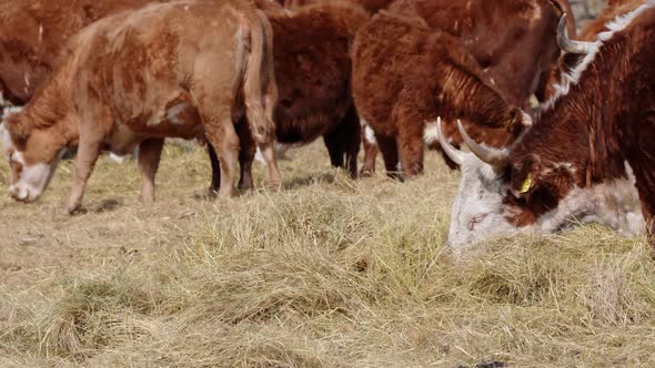 Charolais and Chandler Herefords Cow Eating at Autumn Field