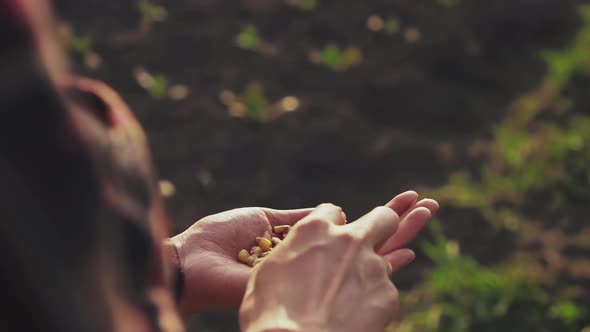 An Agronomist Farmer Stands On A Plantation Field And Touches Corn Grains With His Finger Before