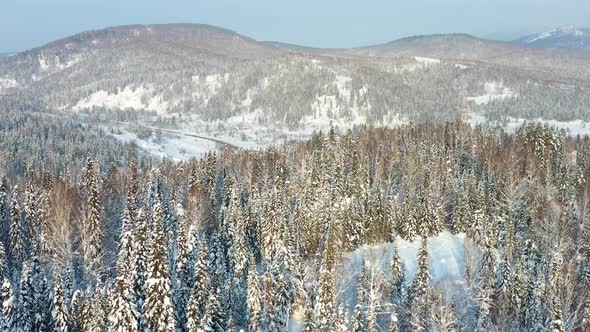 Winter Forest on a Sunny Day