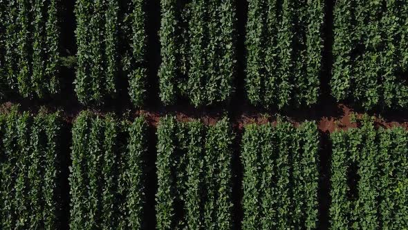 Experimental Soybeans Field Drone 4