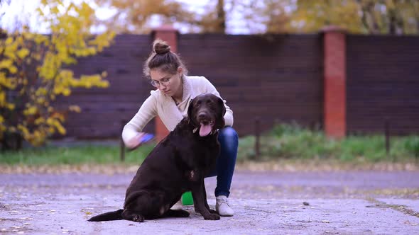 girl combing a brown labrador on the street while molting