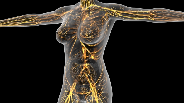 Human Body With Glow Blood Vessels