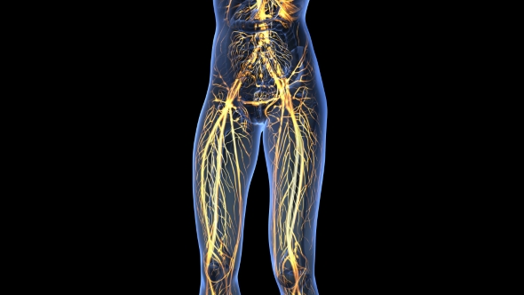 Human Body With Glow Blood Vessels alt