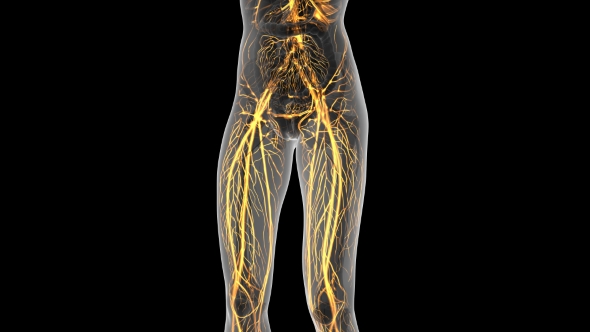 Human Body With Glow Blood Vessels