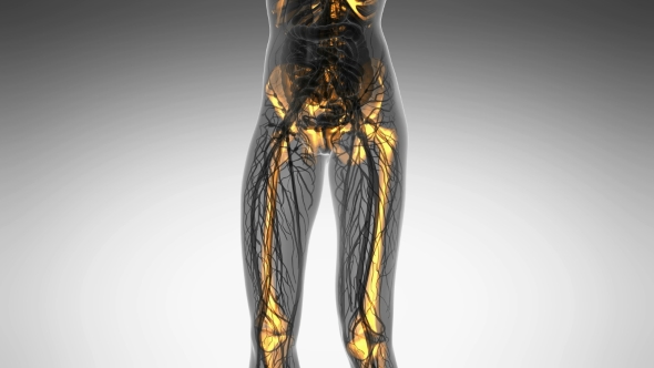 Human Body With Visible Skeletal Bones