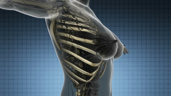 Human Body With Visible Skeletal Bones alt