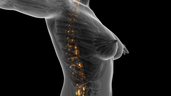 Human Body With Visible Skeletal Bones alt