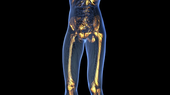 Human Body With Visible Skeletal Bones
