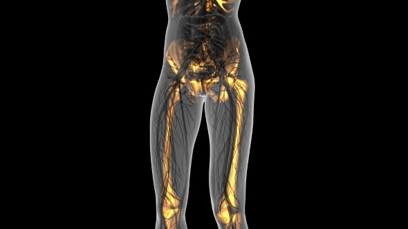 Human Body With Visible Skeletal Bones alt