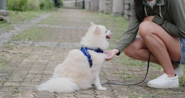 Pomeranian dog listen the command of woman