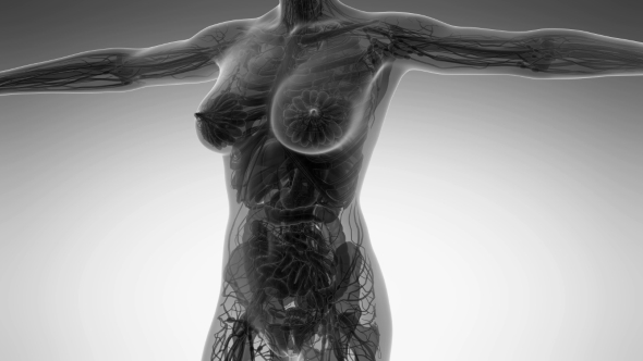 Human Body With Visible Organs