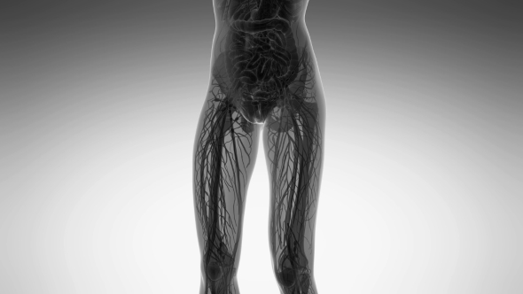 Human Body With Visible Organs alt