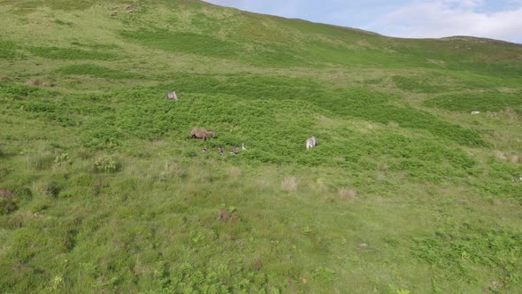 Horses Grazing on Hilly Terrain Surrounded by a Beautiful Landscape