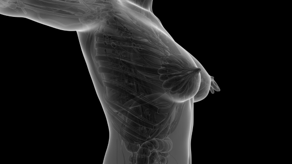 Human Body With Visible Organs alt