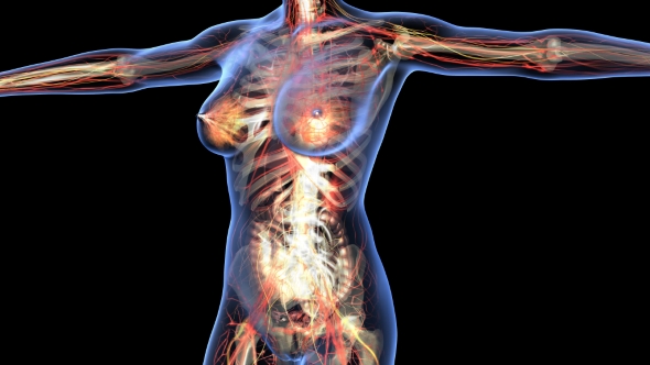 Human Body With Visible Organs alt