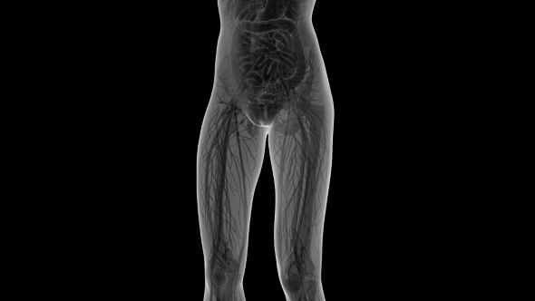 Human Body With Visible Organs alt