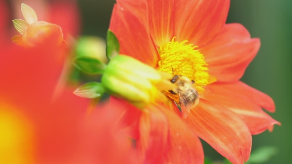 Bumblebee On Dahlia Flower
