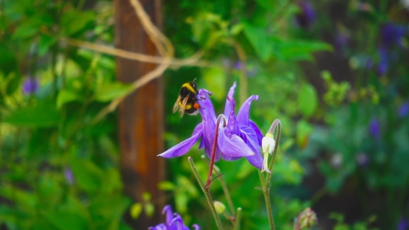 Bumblebee On Aquilegia Flower