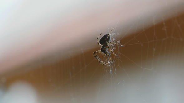Spider On The Web, Eats Prey